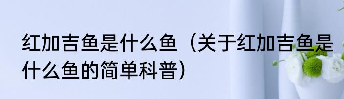 红加吉鱼是什么鱼（关于红加吉鱼是什么鱼的简单科普）