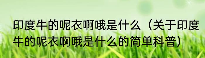 印度牛的呢衣啊哦是什么（关于印度牛的呢衣啊哦是什么的简单科普）