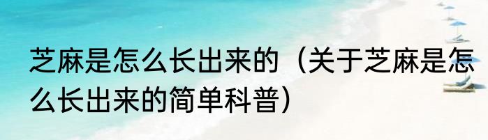 芝麻是怎么长出来的（关于芝麻是怎么长出来的简单科普）