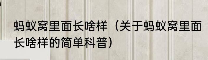 蚂蚁窝里面长啥样（关于蚂蚁窝里面长啥样的简单科普）