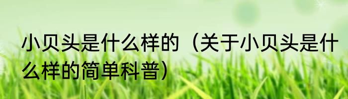 小贝头是什么样的（关于小贝头是什么样的简单科普）