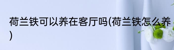 荷兰铁可以养在客厅吗(荷兰铁怎么养)
