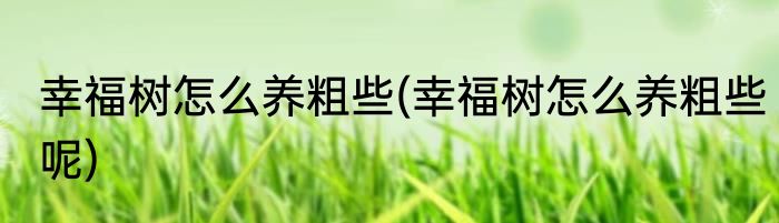 幸福树怎么养粗些(幸福树怎么养粗些呢)