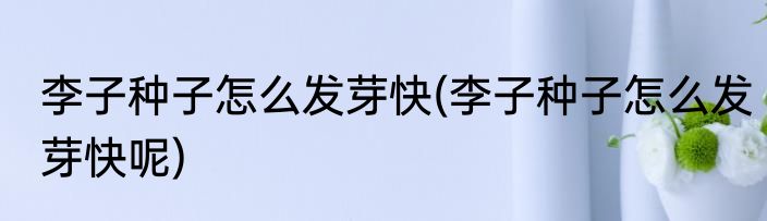 李子种子怎么发芽快(李子种子怎么发芽快呢)