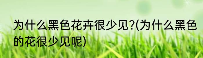 为什么黑色花卉很少见?(为什么黑色的花很少见呢)