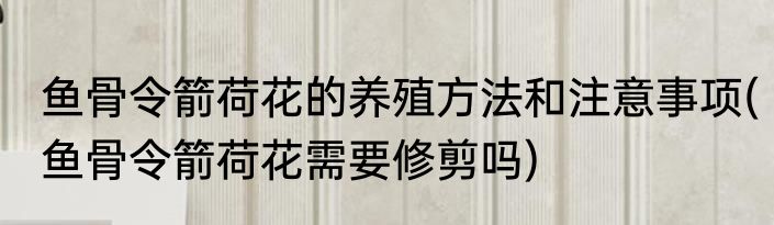 鱼骨令箭荷花的养殖方法和注意事项(鱼骨令箭荷花需要修剪吗)