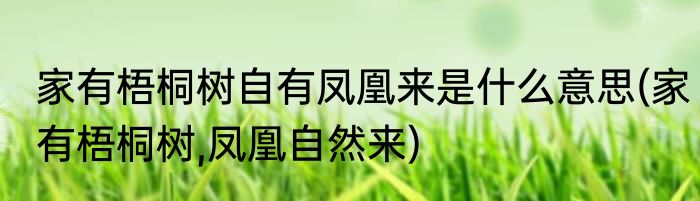 家有梧桐树自有凤凰来是什么意思(家有梧桐树,凤凰自然来)