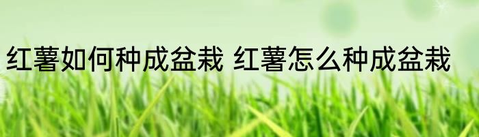 红薯如何种成盆栽 红薯怎么种成盆栽