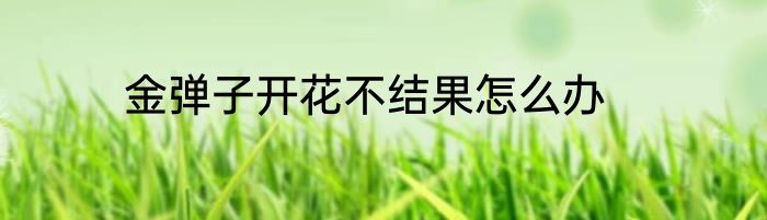 金弹子开花不结果怎么办