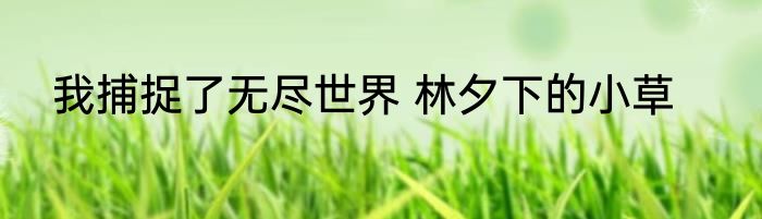 我捕捉了无尽世界 林夕下的小草