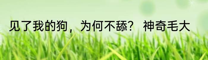 见了我的狗，为何不舔？ 神奇毛大