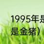 1995年是什么年（1995猪年几月份是金猪）
