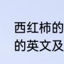 西红柿的英语单词怎么读（各种蔬菜的英文及音标）