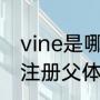 vine是哪个国家的牌子（vine计划是注册父体还是子体）