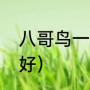 八哥鸟一般吃什么（八哥鸟吃什么最好）