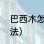 巴西木怎么养才正确（巴西木养殖方法）