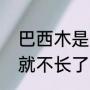 巴西木是什么（巴西木长到什么程度就不长了）