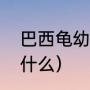 巴西龟幼崽吃蚯蚓吗（巴西大蓝蛛喂什么）