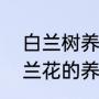 白兰树养殖方法（白兰花怎么养，白兰花的养殖方法和注意事项）