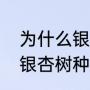 为什么银杏树底下没有小银杏树苗（银杏树种植规格）