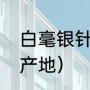 白毫银针是哪里的茶（云南白毫银针产地）