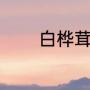 白桦茸做法（桦树茸的做法）