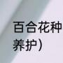 百合花种植方法（百合花怎么种植和养护）