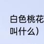 白色桃花是什么品种（白色的桃花又叫什么）