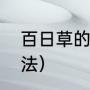 百日草的种植方法（百日草的种植方法）