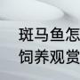 斑马鱼怎么养（斑马鱼怎么养，怎么饲养观赏鱼斑马鱼）