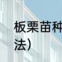 板栗苗种植方法（板栗树苗育苗的方法）
