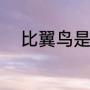 比翼鸟是指什么（比翼鸟是什么）