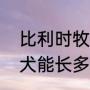 比利时牧羊犬多久长大（比利时牧羊犬能长多大该犬身形较匀称）
