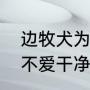 边牧犬为什么不建议养（边牧为什么不爱干净）