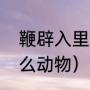 鞭辟入里哪个字错了（鞭辟入里指什么动物）