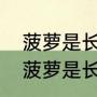 菠萝是长在地下的还是长在树上的（菠萝是长在地上还是长在树上）