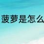 菠萝是怎么长出来的（菠萝怎么长的）
