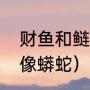 财鱼和鲢鱼的区别（财鱼为什么长得像蟒蛇）