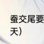 蚕交尾要几天（蚕蛾生蚕卵需要多少天）