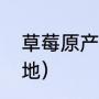 草莓原产地在什么地方（红颜草莓产地）