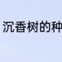 沉香树的种植方法（沉香树养殖方法）