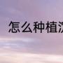 怎么种植沉香树（怎么种植沉香树）