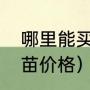 哪里能买到正宗沉香苗（奇楠沉香树苗价格）