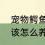 宠物鳄鱼咬人吗（家养宠物鳄鱼，应该怎么养，有什么注意事项）