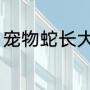 宠物蛇长大的样子（宠物蛇驯化方法）