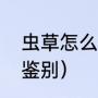 虫草怎么辨别真假（真正的虫草怎么鉴别）