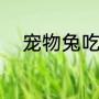 宠物兔吃什么（兔子最爱吃什么）