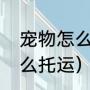 宠物怎么带上飞机（带宠物坐飞机怎么托运）