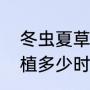 冬虫夏草种子种植方法（冬虫夏草种植多少时间）