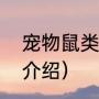 宠物鼠类有哪些（老鼠的种类的详细介绍）